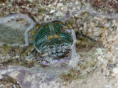 Grapsus albolineatus