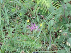 Centaurea corcubionensis