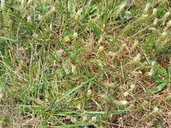 Sesamoides suffruticosa