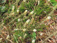 Sesamoides suffruticosa