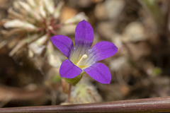 Campanula rhodensis