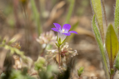 Campanula rhodensis