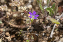 Campanula rhodensis