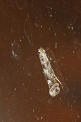 Phyllonorycter nipigon
