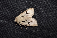 Orthosia nigromaculata