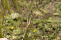 Aegilops neglecta
