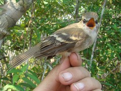 Cnemotriccus fuscatus