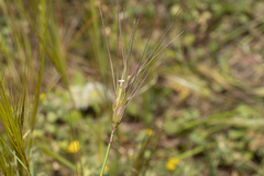 Aegilops neglecta