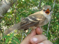 Cnemotriccus fuscatus