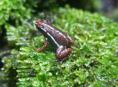 Epipedobates tricolor
