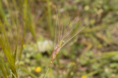 Aegilops neglecta