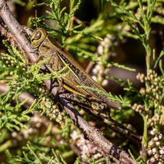 Eyprepocnemis plorans