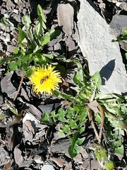 Apis mellifera caucasia