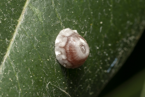 fig wax scale