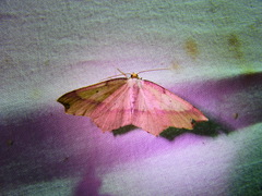 Pareclipsis gracilis