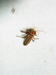 Lycocerus japonicus