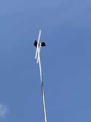 Quiscalus niger brachypterus