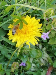 Apis mellifera caucasia