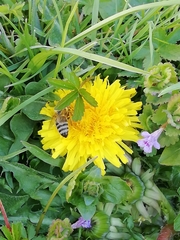 Apis mellifera caucasia