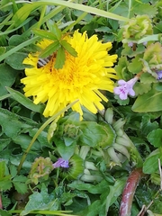 Apis mellifera caucasia