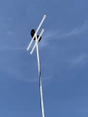 Quiscalus niger brachypterus