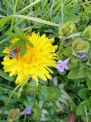 Apis mellifera caucasia