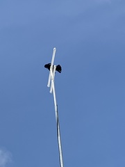 Quiscalus niger brachypterus