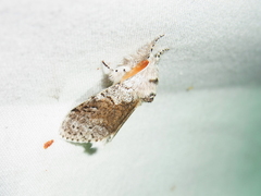 Calliteara pseudabietis