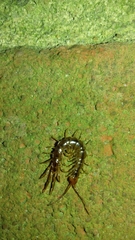 Lithobius melanops