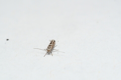 Phyllonorycter nipigon