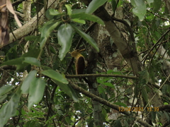 Celeus flavus flavus