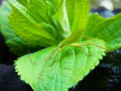 Shirakisotima japonica
