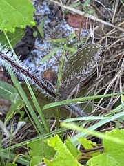 Hieracium megacephalon