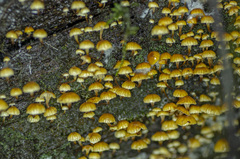 Xeromphalina leonina