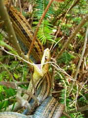 Elaphe quadrivirgata