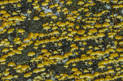 Xeromphalina leonina