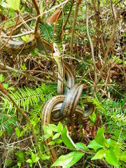 Elaphe quadrivirgata