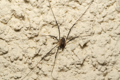 Metaplatybunus rhodiensis