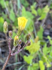 Hieracium megacephalon