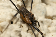 Metaplatybunus rhodiensis