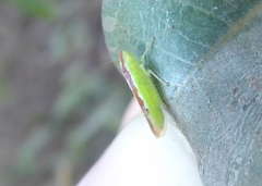 Neocoelidia pulchella