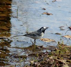Motacilla alba