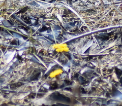 Tussilago farfara