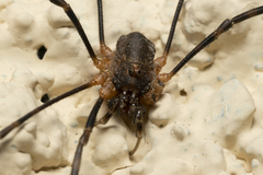 Metaplatybunus rhodiensis