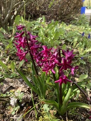 Hyacinthus