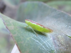 Neocoelidia pulchella