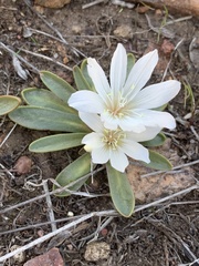 Lewisia brachycalyx