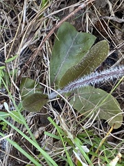 Hieracium megacephalon