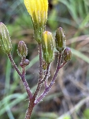 Hieracium megacephalon