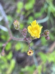 Hieracium megacephalon